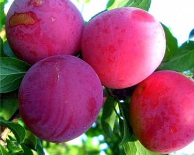 Слива персиковая "Найдена" (гибрид сливы и персика)