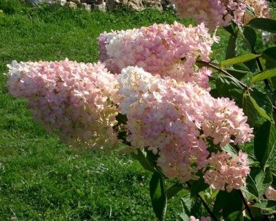 Гортензия метельчатая "Грандифлора" (Grandiflora)