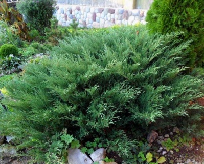 Можжевельник казацкий "Глаука"