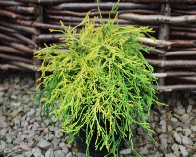 Кипарисовик Горохоплодный "Санголд"