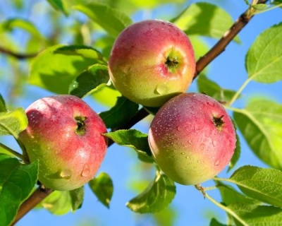 Яблоня "Елена"