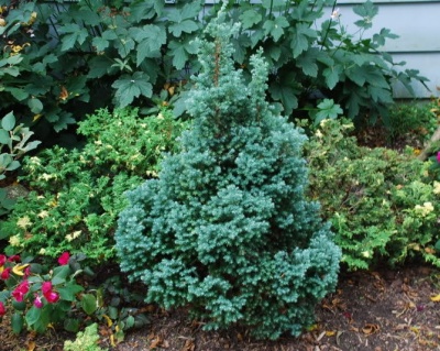 Кипарисовик Горохоплодный "Бэби Блю"