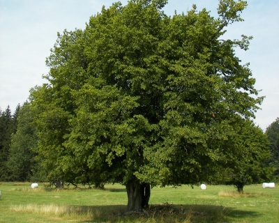 Граб обыкновенный