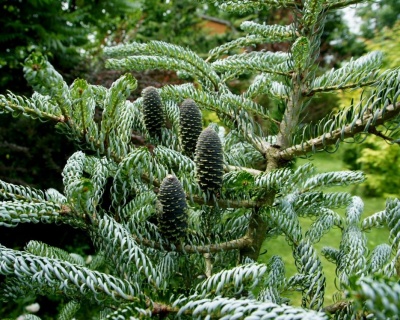 Пихта корейская "Сильберлок"