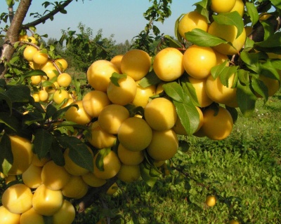 Алыча "Лодва"