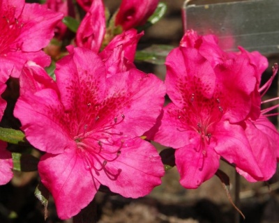 Азалия японская "Георг Арендс"