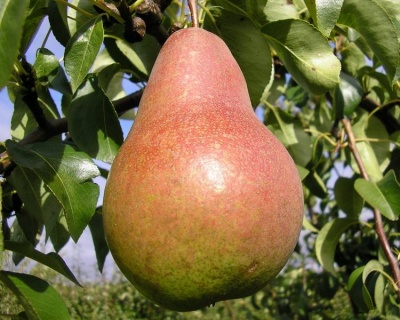Груша "Бере Киевская"