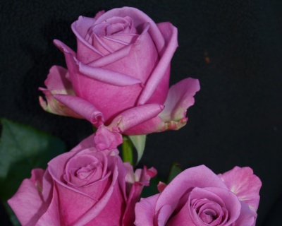 Роза Чайно-Гибридная «Кул Ватер» 