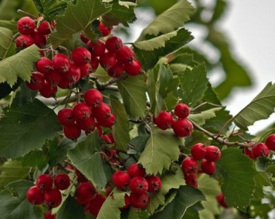 Боярышник крупноплодный "Подарок Куминова"