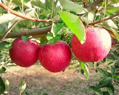 Яблоня "Слава Победителям"