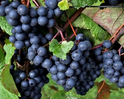 Виноград "Рондо"