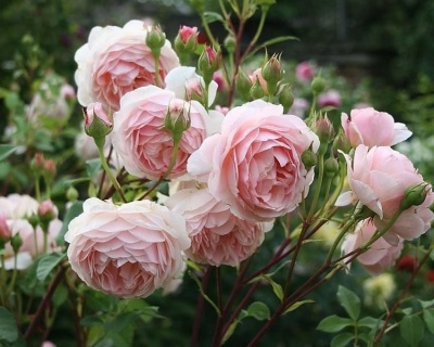 Пионовидная Роза «Эглантин»