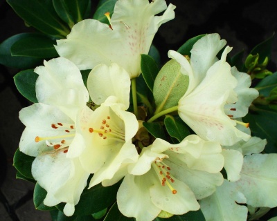 Рододендрон "Голдкрон"