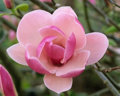 Магнолия "Рустика Рубра"