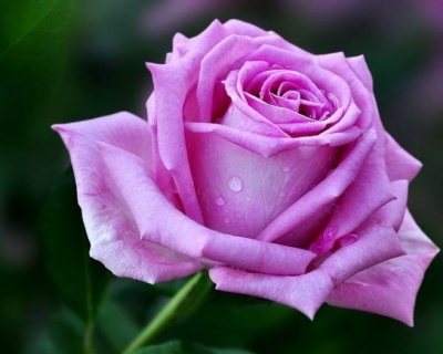 Роза Чайно-Гибридная «Aква»