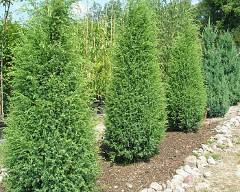Можжевельник обыкновенный "Брунс"