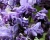 Глициния обильноцветущая "Виолацеа Плена"