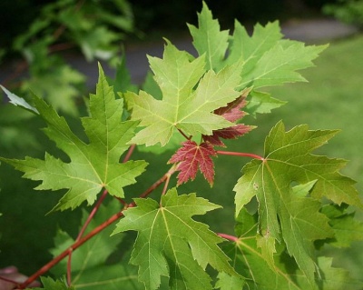 Клен остролистный