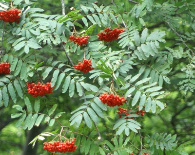 Рябина обыкновенная