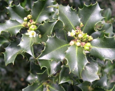 Падуб мезерва "Блю Принцесс"