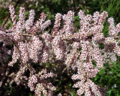 Тамарикс мелкоцветный