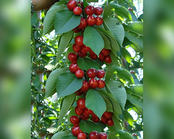 Черешня колоновидная «Литл Сильвия»