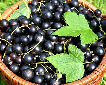 Смородина "Черешневая"