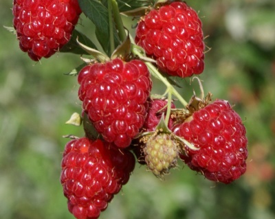 Малина "Бриллиантовая"