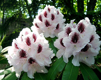 Рододендрон "Кальсап"