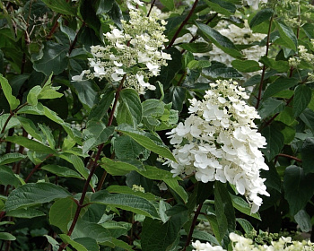 Гортензия метельчатая "Киушу" (Kyushu)