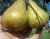 Груша колоновидная "Восторг"