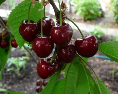 Вишня колоновидная "Восхищение"