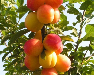 Алыча "Ветразь-2"