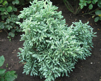 Кипарисовик Горохоплодный "Булевард"(Р-9)