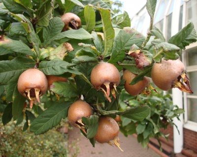 Мушмула "Германская"