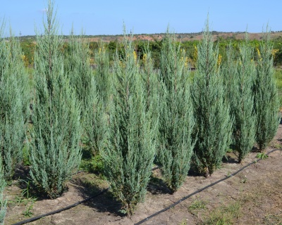 Можжевельник скальный "Блю Эрроу"