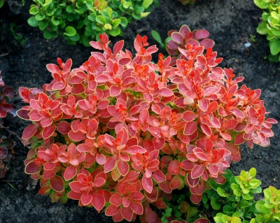 Барбарис Тунберга "Florence"