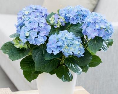 Гортензия крупнолистная Эрли Блю (Early Blue)