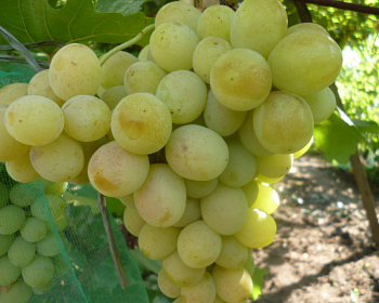 Виноград "Талисман"