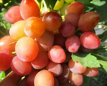 Виноград "Румба"