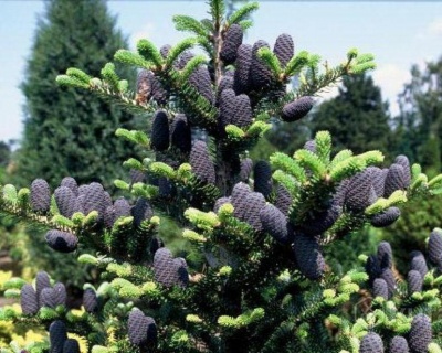 Пихта корейская