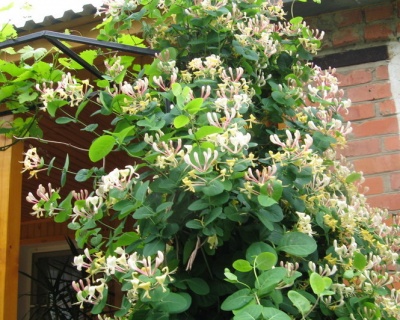 Жимолость каприфоль "Инга" (P-9)