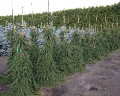 Ель обыкновенная "Фробург"