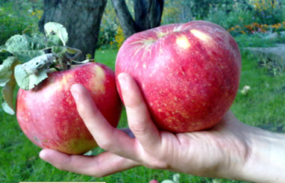 Яблоня мультипрививка "Апорт-Медуница"