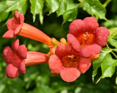 Кампсис Урсинов (P-9)