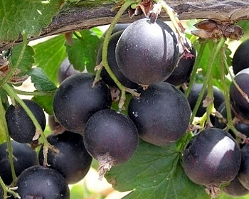 Йошта "Моро" (гибрид крыжовника и смородины)