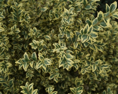 Самшит вечнозеленый «Ауреовариегата»