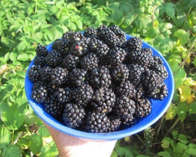 Ежевика "Агавам"