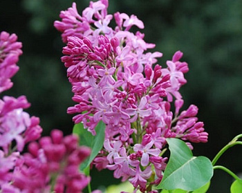 Сирень "Принцесса Стурдза"