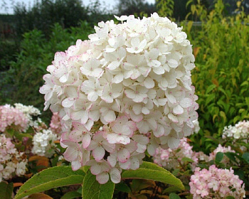 Гортензия метельчатая "Бобо" (Bobo)